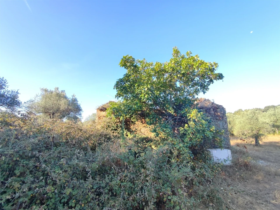 Terreno Agricola ou Rústico para Venda em Penamacor Foto 11