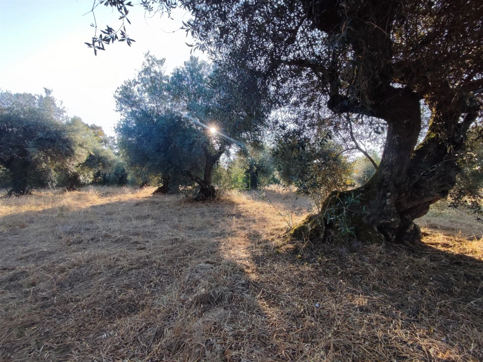 Terreno Agricola ou Rústico para Venda em Penamacor Foto 20