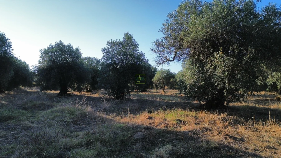 Terreno Agricola ou Rústico para Venda em Penamacor Foto 26