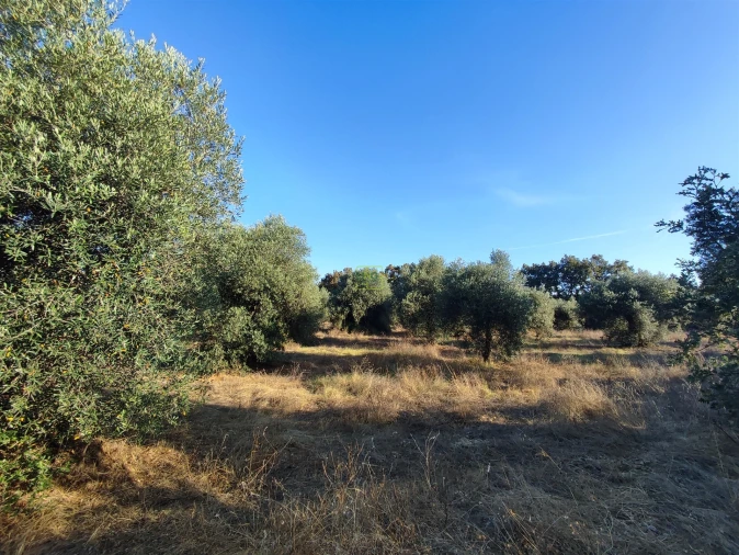 Terreno Agricola ou Rústico para Venda em Penamacor Foto 9