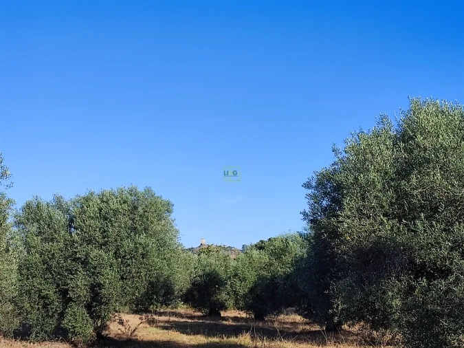 Terreno Agricola ou Rústico para Venda em Penamacor Foto 12
