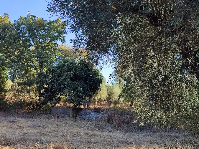 Terreno Agricola ou Rústico para Venda em Penamacor Foto 7