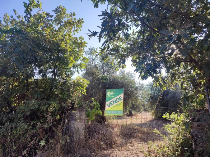 Terreno Agricola ou Rústico para Venda em Penamacor Foto 5