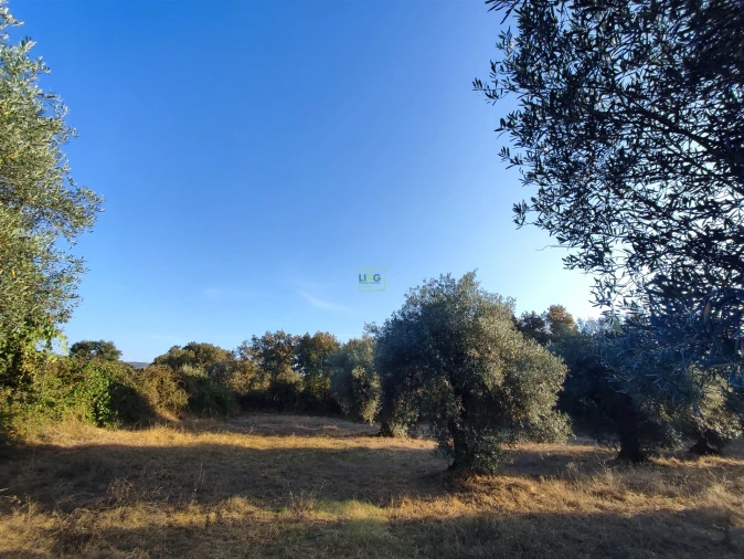Terreno Agricola ou Rústico para Venda em Penamacor Foto 21
