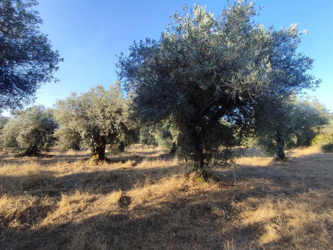 Terreno Agricola ou Rústico para Venda em Penamacor Foto 13