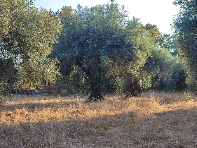 Terreno Agricola ou Rústico para Venda em Penamacor Foto 19