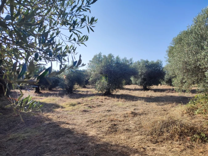 Terreno Agricola ou Rústico para Venda em Penamacor Foto 6