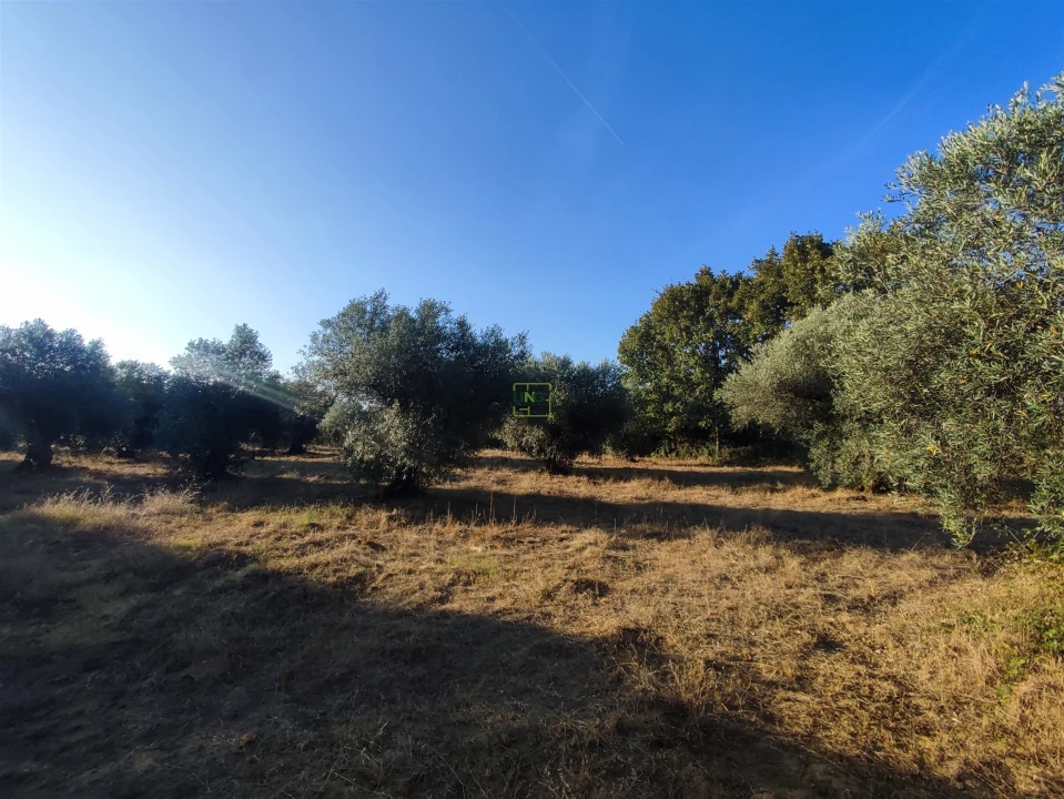 Terreno Agricola ou Rústico para Venda em Penamacor Foto 23