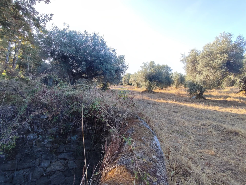 Terreno Agricola ou Rústico para Venda em Penamacor Foto 16