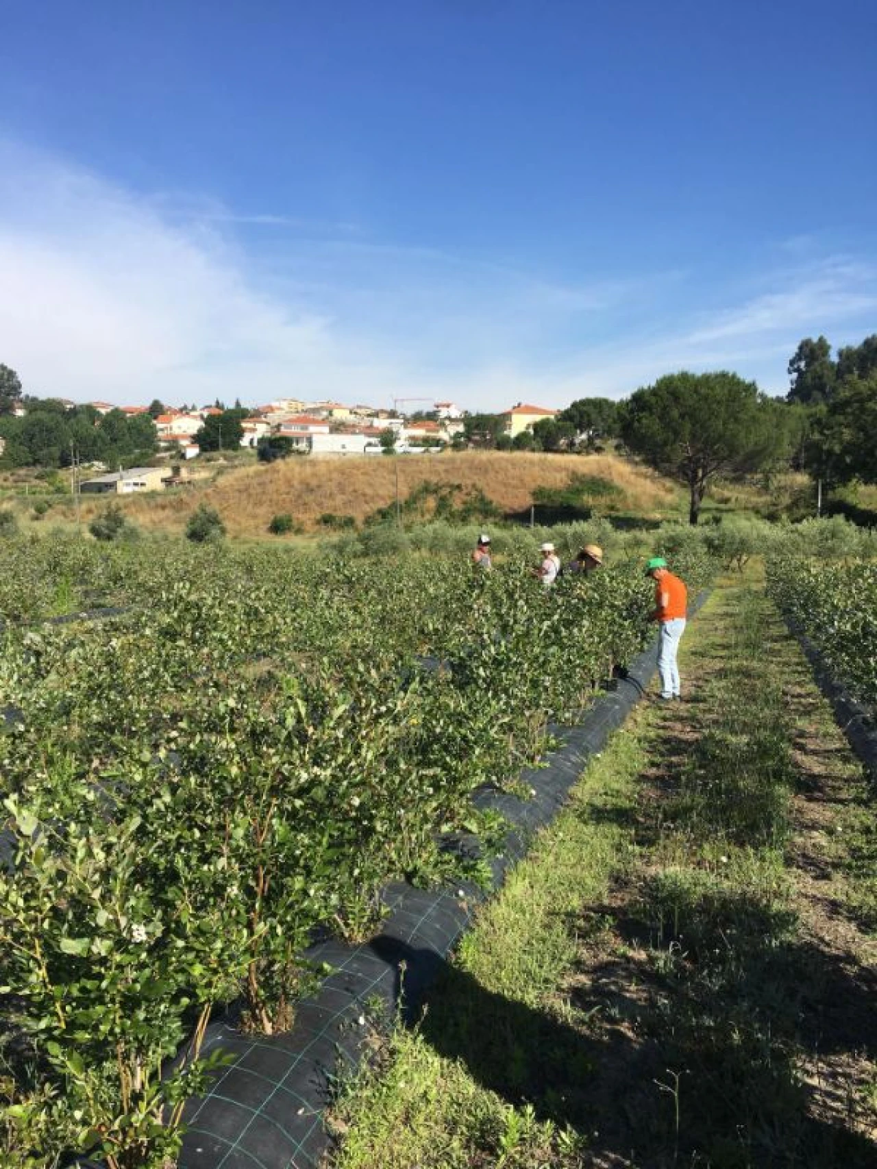 Quinta T0 para Venda em Mangualde, Mesquitela e Cunha Alta Foto 3