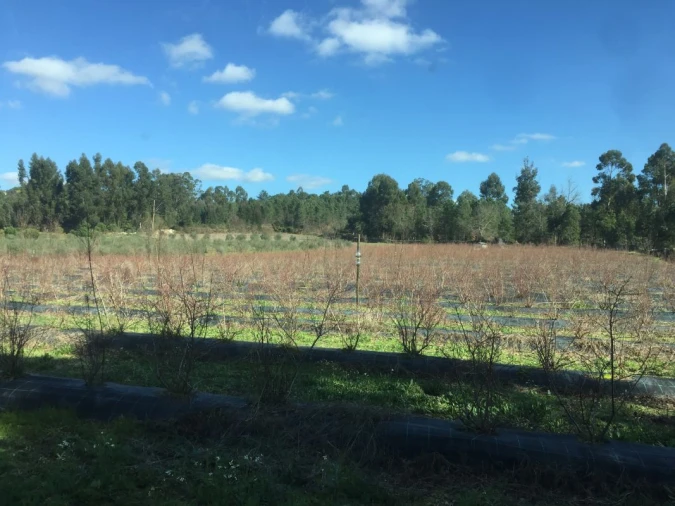 Quinta T0 para Venda em Mangualde, Mesquitela e Cunha Alta Foto 24
