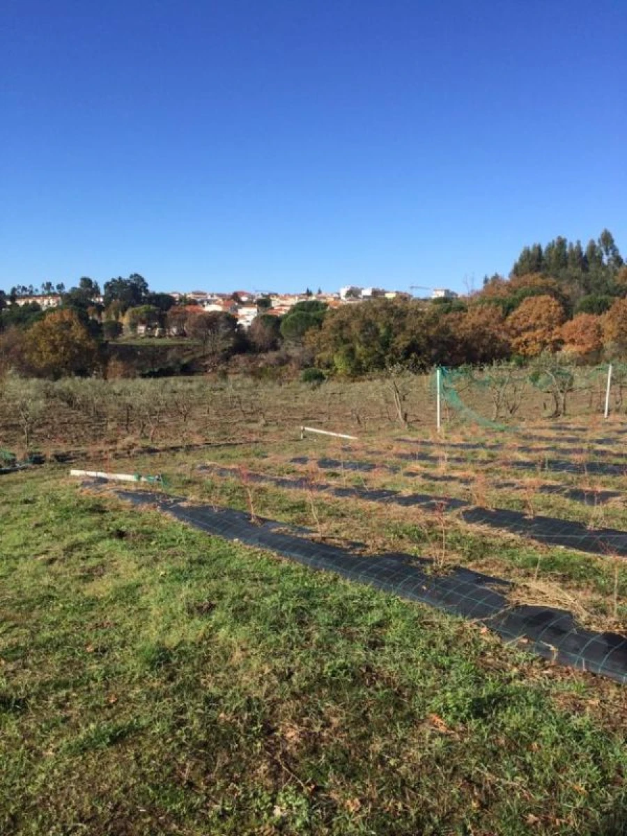 Quinta T0 para Venda em Mangualde, Mesquitela e Cunha Alta Foto 1