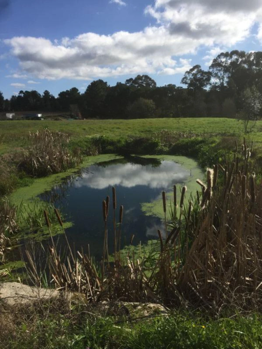 Quinta T0 para Venda em Mangualde, Mesquitela e Cunha Alta Foto 10