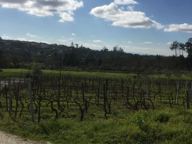 Quinta T0 para Venda em Mangualde, Mesquitela e Cunha Alta Foto 9