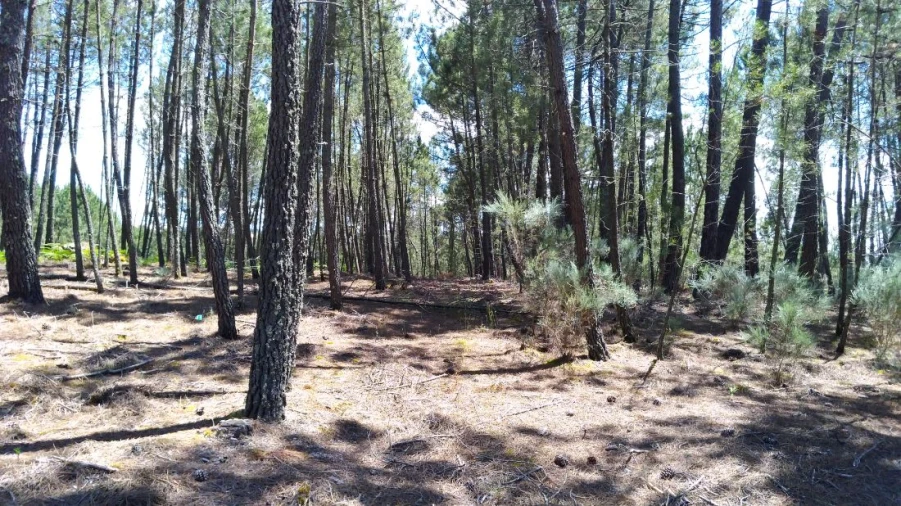 Terreno para Venda em Pinheiro Foto 4