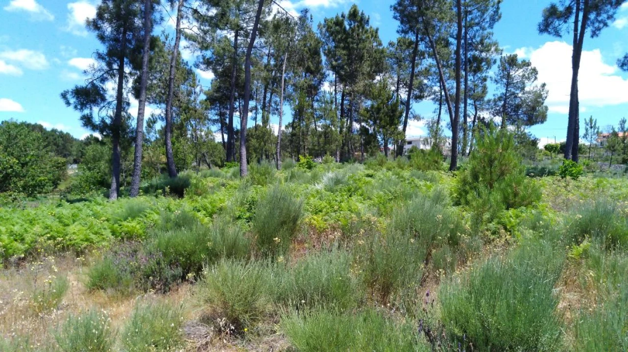 Terreno para Venda em Pinheiro Foto 1