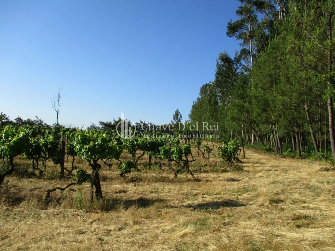 Quinta T0 para Venda em Silgueiros Foto 3
