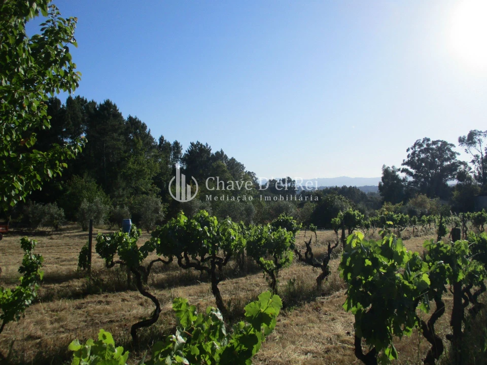 Quinta T0 para Venda em Silgueiros Foto 4
