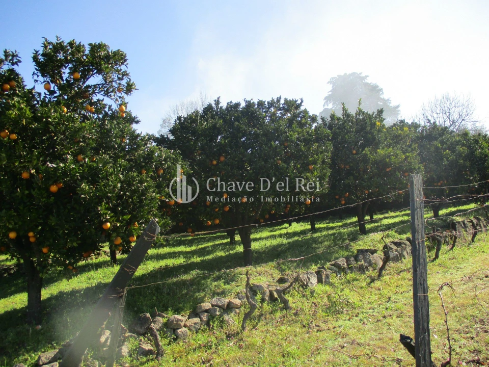 Quinta T5 para Venda em Fornos de Maceira Dão Foto 33