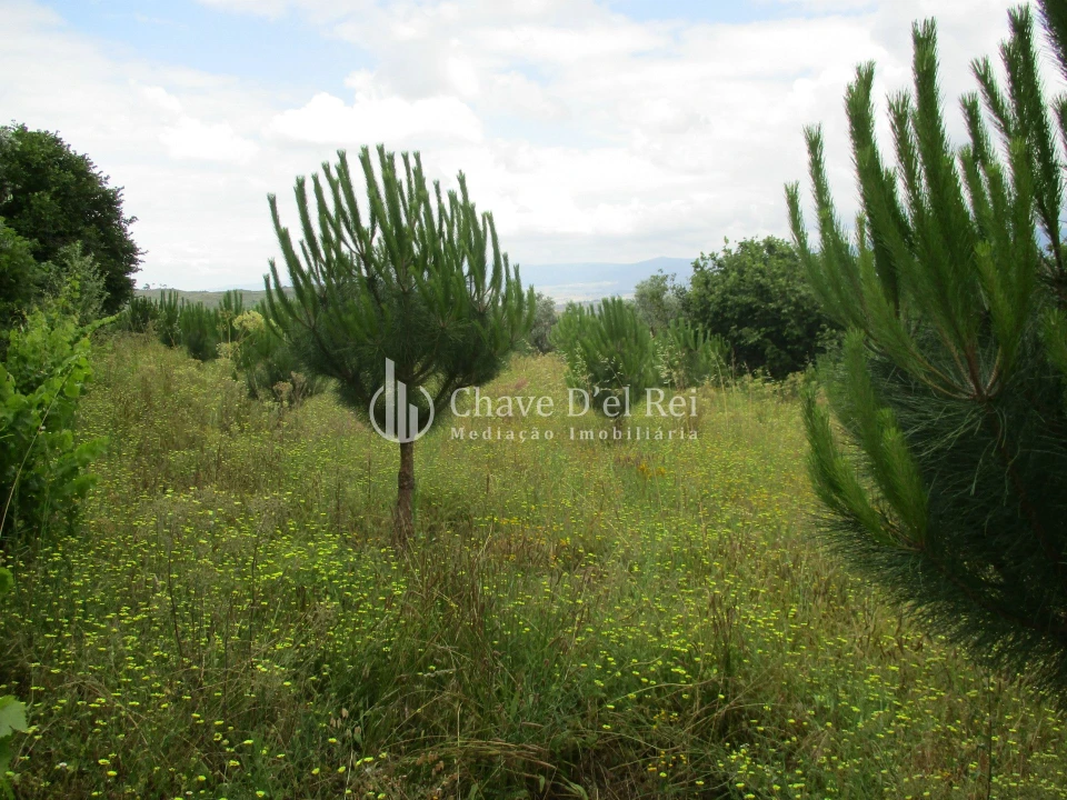 Quinta T0 para Venda em Santiago de Cassurrães e Póvoa de Cervães Foto 7