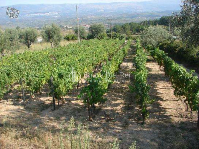Quinta T0 para Venda em Santiago de Cassurrães e Póvoa de Cervães Foto 1