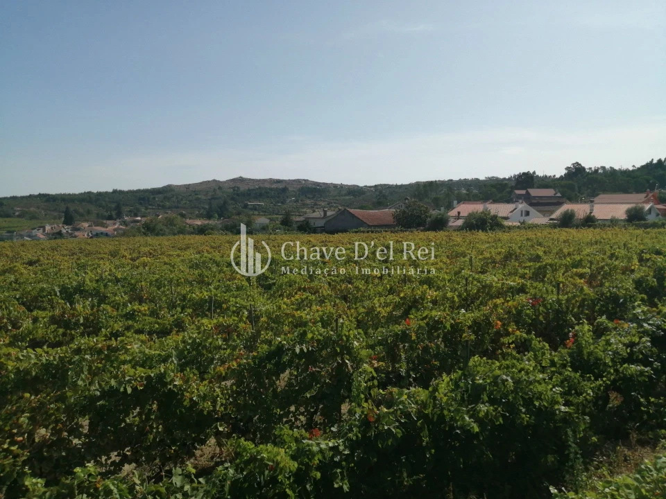 Quinta T8 para Venda em Fornos de Maceira Dão Foto 36