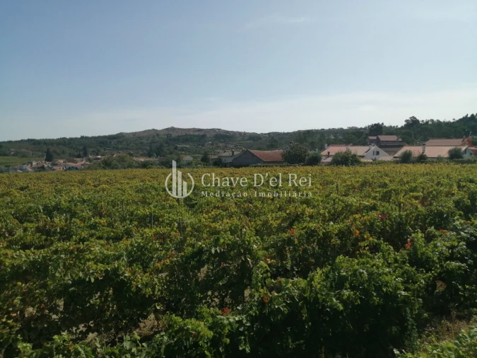 Quinta T8 para Venda em Fornos de Maceira Dão Foto 36
