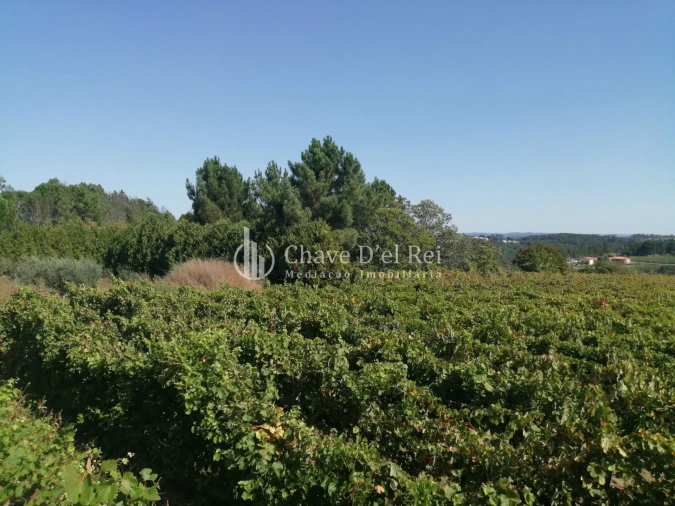 Quinta T8 para Venda em Fornos de Maceira Dão Foto 37