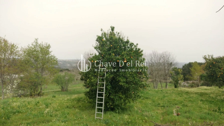 Quinta T5 para Venda em Fornos de Maceira Dão Foto 36