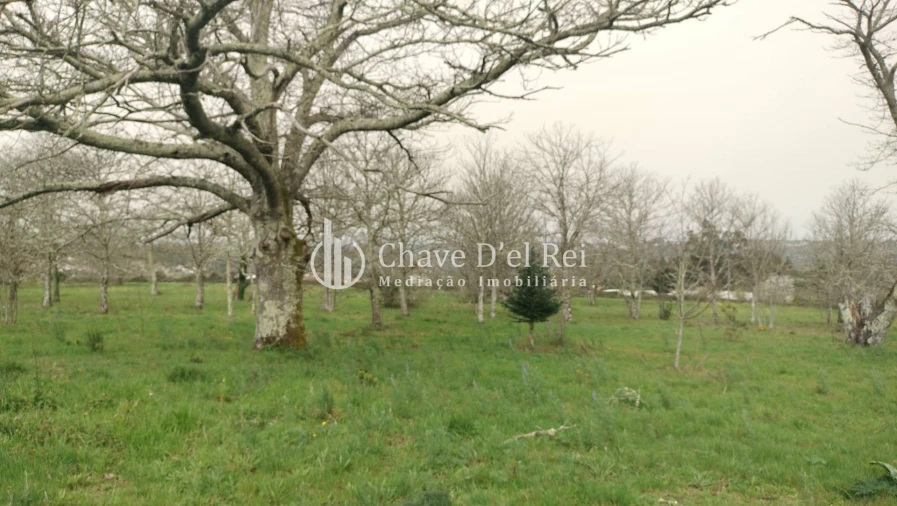 Quinta T5 para Venda em Fornos de Maceira Dão Foto 22