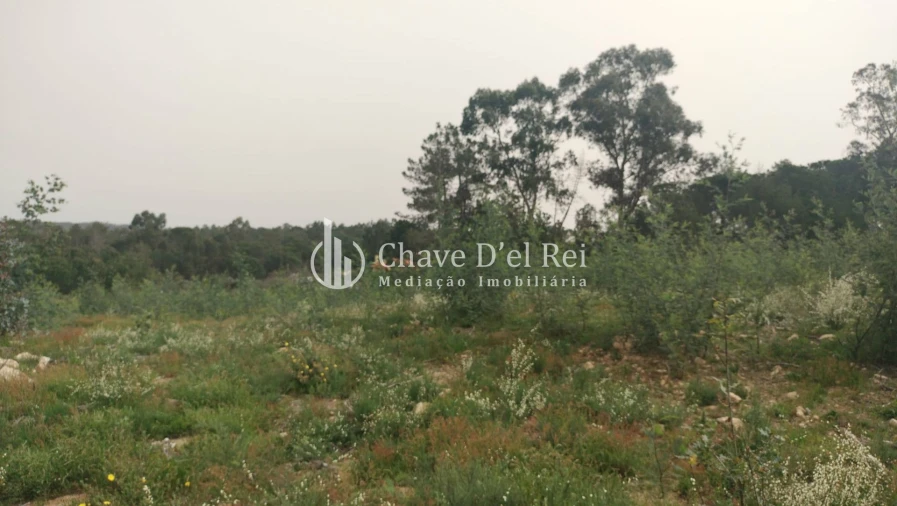 Quinta T5 para Venda em Fornos de Maceira Dão Foto 61