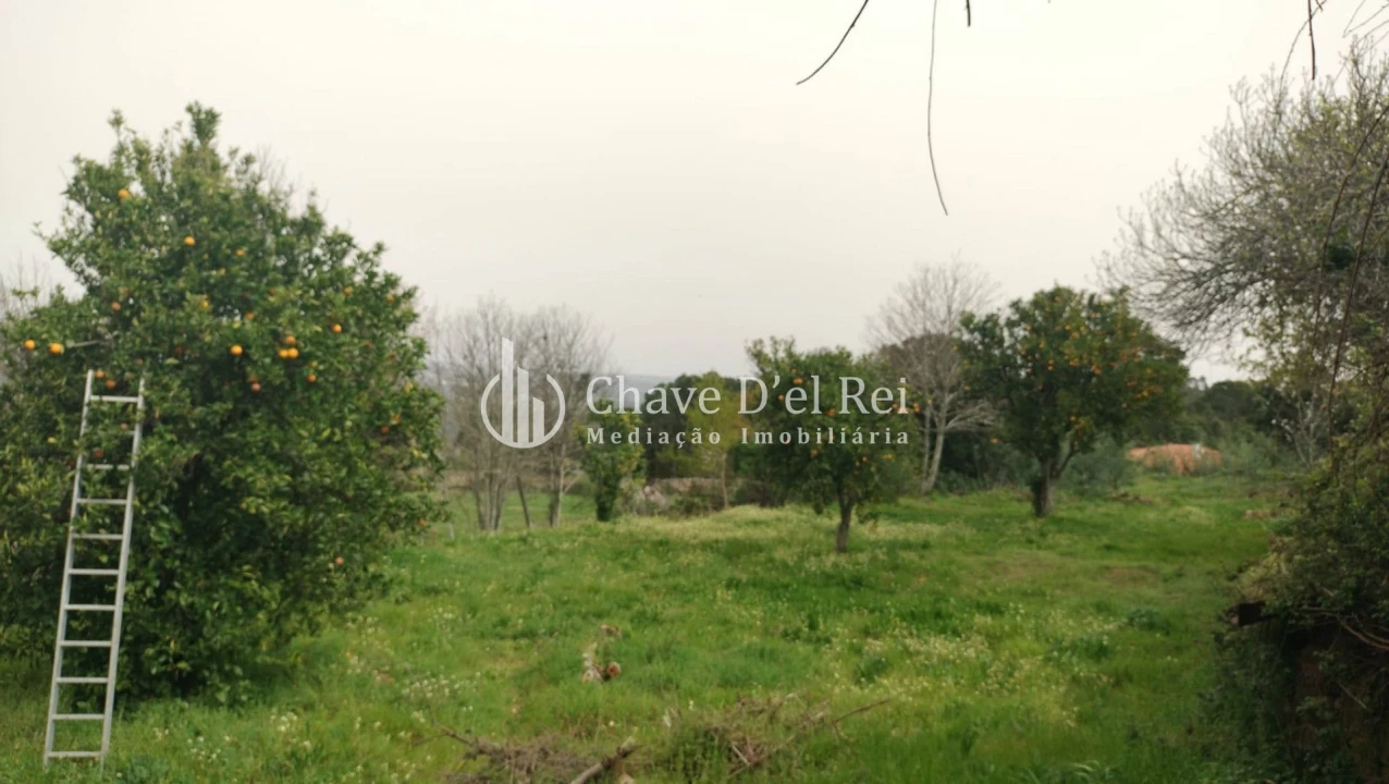 Quinta T5 para Venda em Fornos de Maceira Dão Foto 44