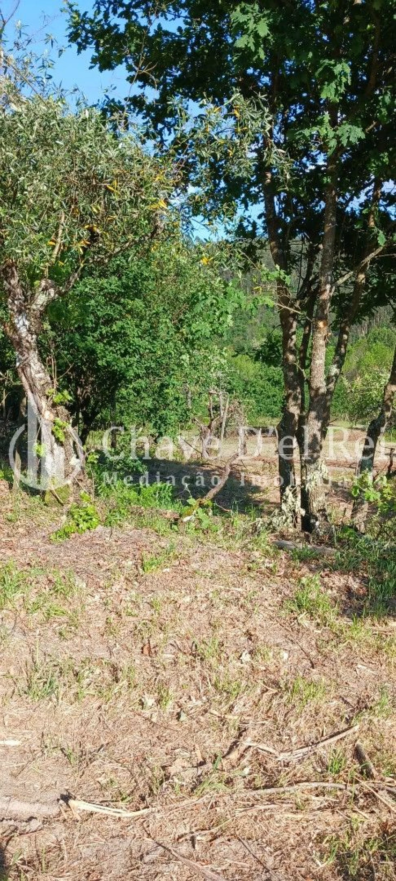 Quinta T0 para Venda em São Miguel do Mato Foto 10