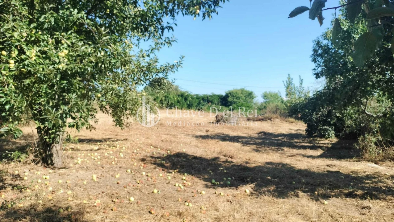 Terreno para Venda em Vilar de Besteiros e Mosteiro de Fráguas Foto 6