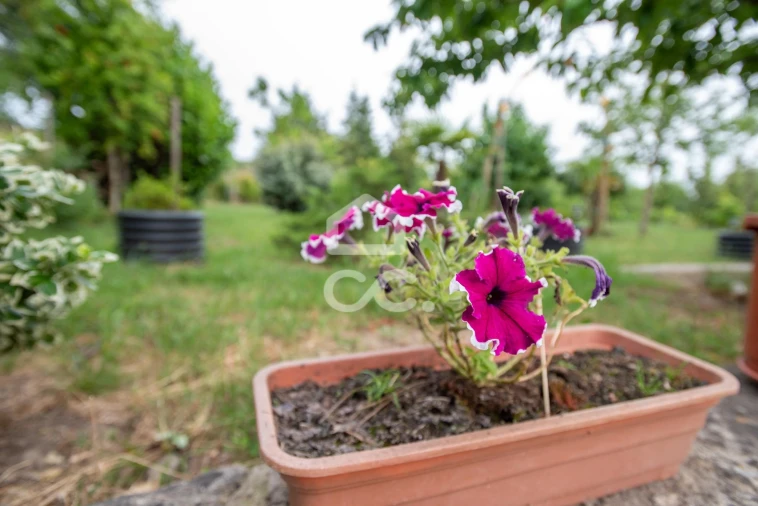 Quinta para Venda em Vale de Anta Foto 19