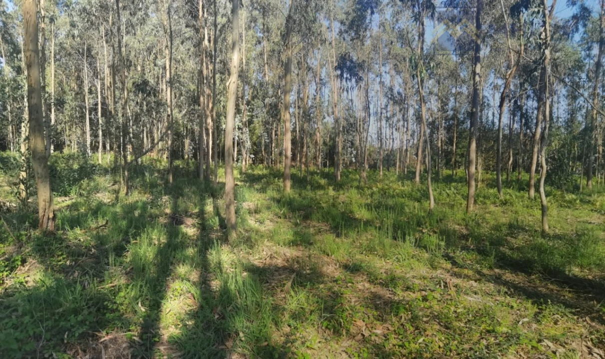 Terreno para Venda em Arvore Foto 5