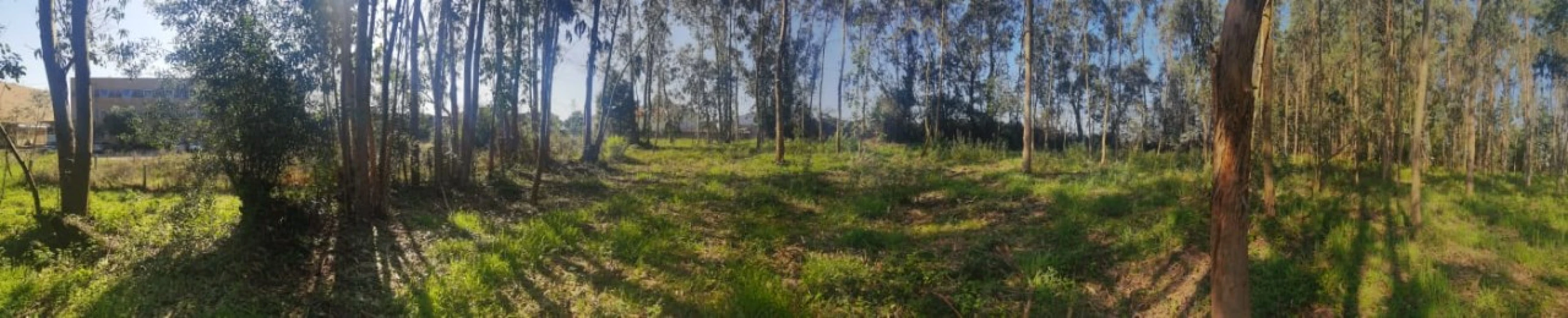 Terreno para Venda em Arvore Foto 9