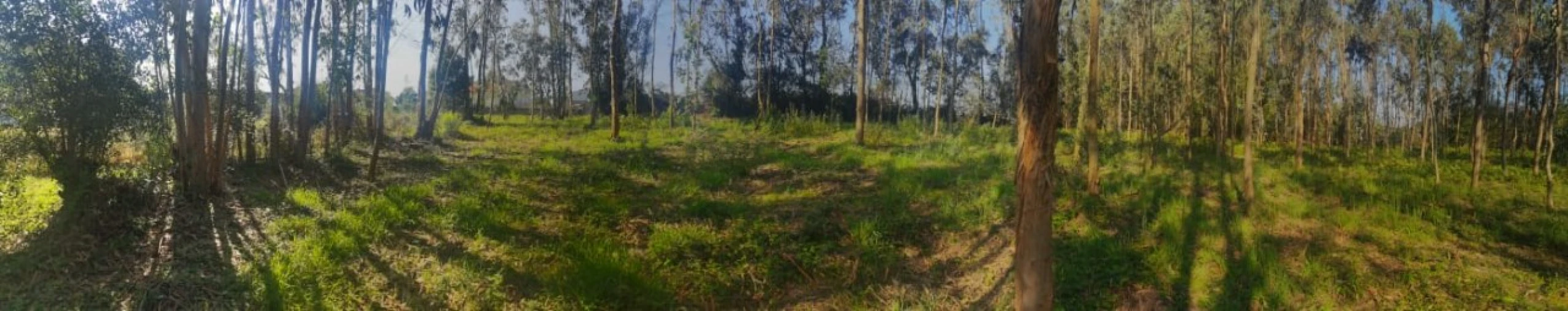 Terreno para Venda em Arvore Foto 10