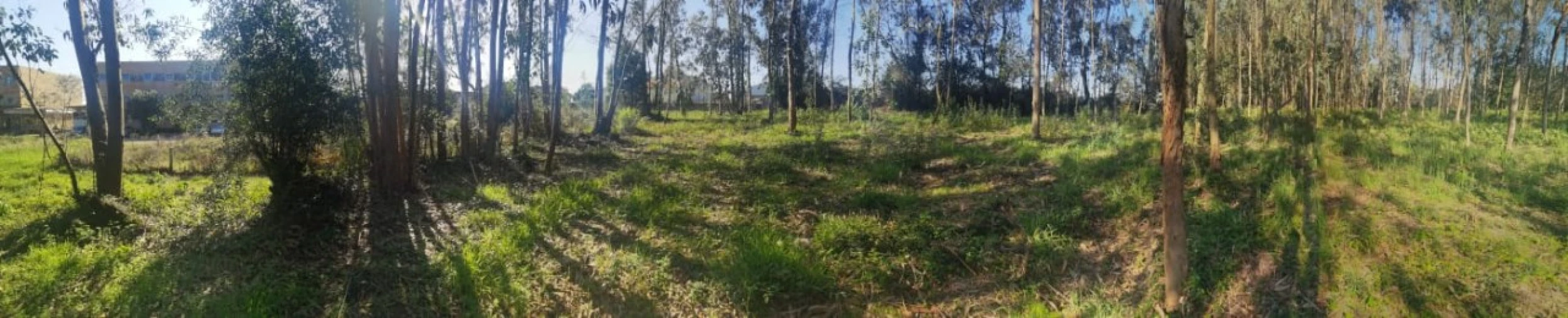 Terreno para Venda em Arvore Foto 11