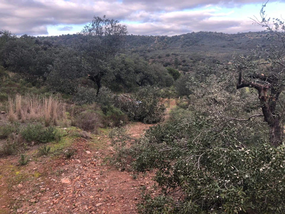 Terreno para Venda em Querença, Tôr e Benafim Foto 6