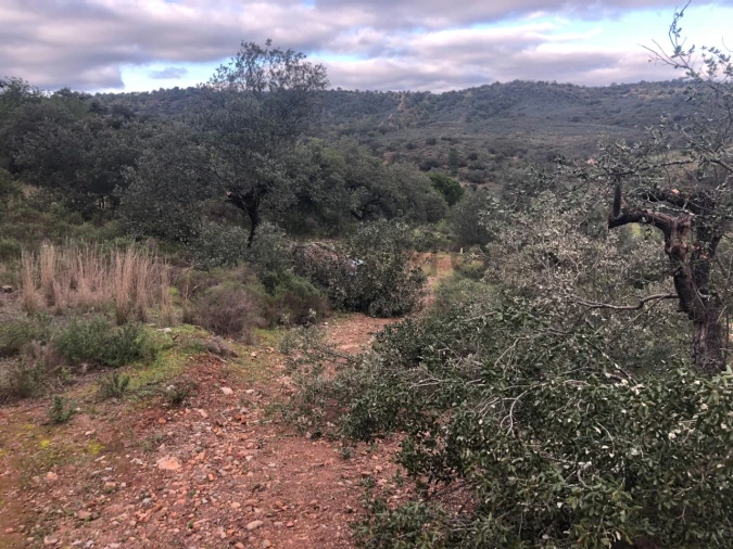 Terreno para Venda em Querença, Tôr e Benafim Foto 6
