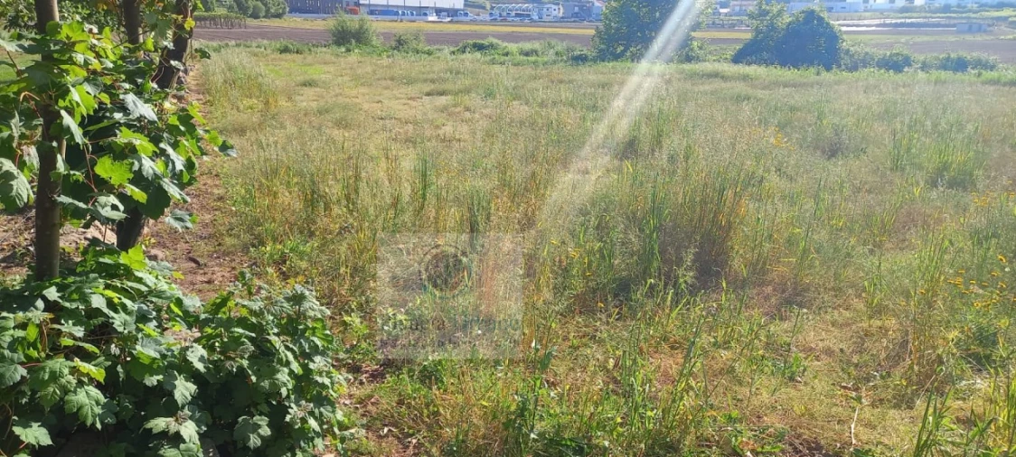 Terreno Agricola ou Rústico para Venda em Beire Foto 2