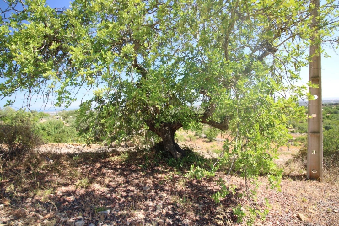Terreno Misto para Venda em Conceição e Estoi Foto 11