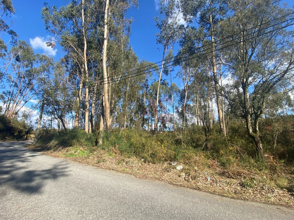 Terreno Agricola ou Rústico para Venda em Sousela Foto 3