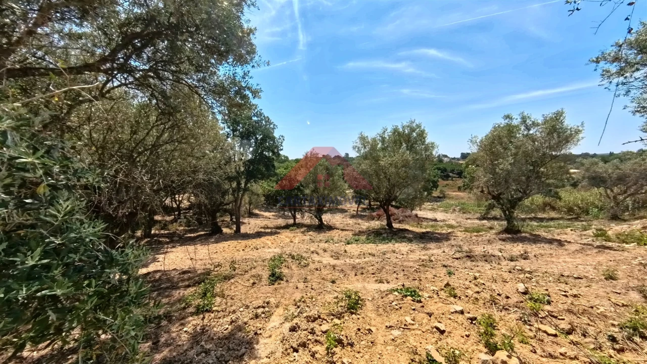 Terreno para Venda em Cartaxo e Vale da Pinta Foto 6