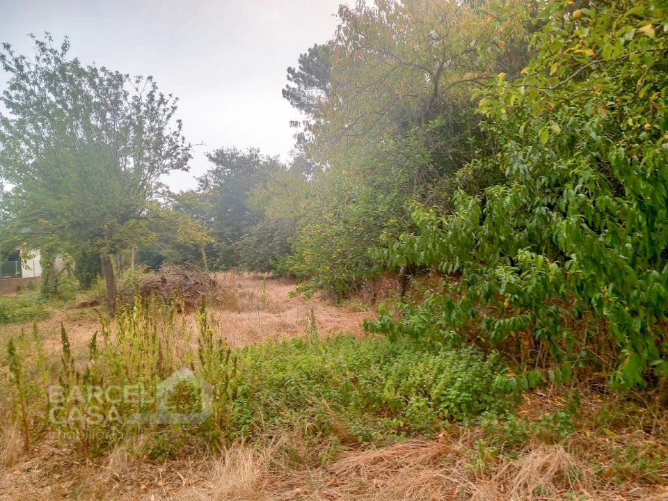 Terreno para Venda em Galegos (São Martinho) Foto 3