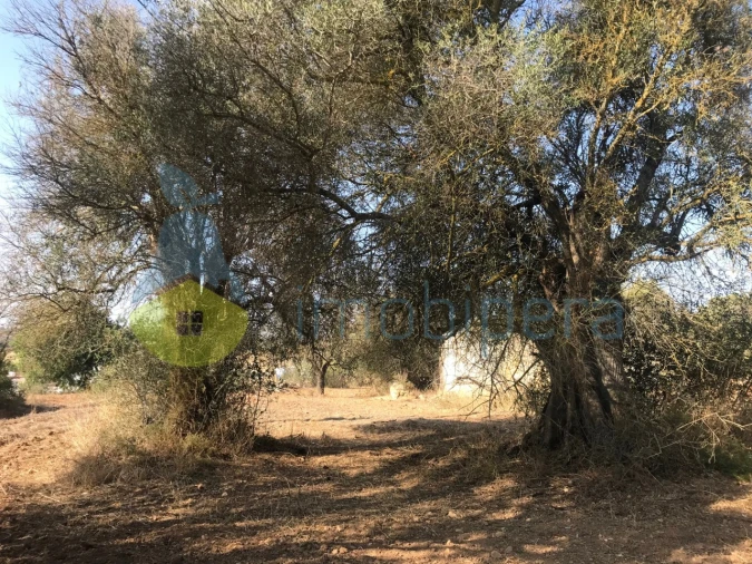 Terreno Misto para Venda em Algoz e Tunes Foto 17