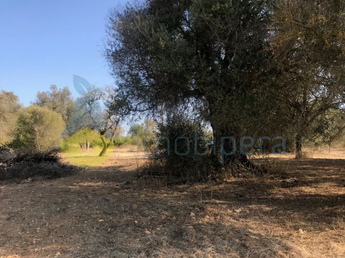 Terreno Misto para Venda em Algoz e Tunes Foto 18