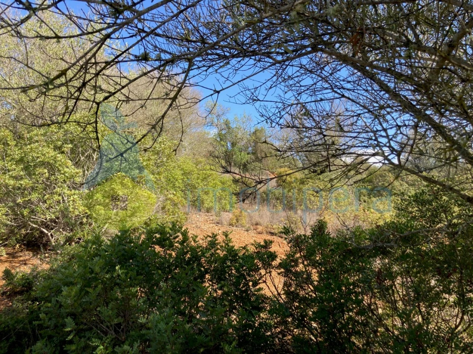 Terreno Agricola ou Rústico para Venda em Paderne Foto 13