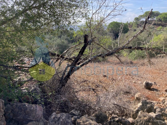 Terreno Agricola ou Rústico para Venda em Paderne Foto 6